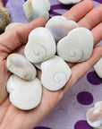 shiva shell heart for awakening third eye chakra sarah belle