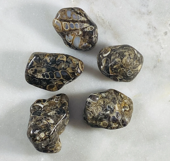 sarah belle turritella agate