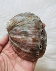 abalone shell from sarah belle