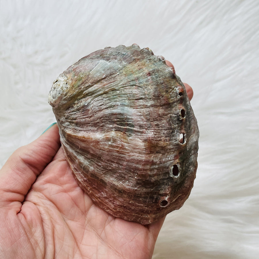 abalone shell from sarah belle