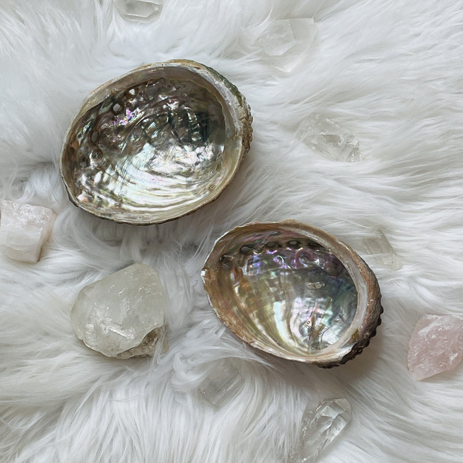abalone shelf for natural home decor from sarah belle