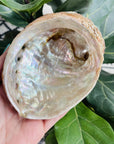 natural abalone shell from sarah belle