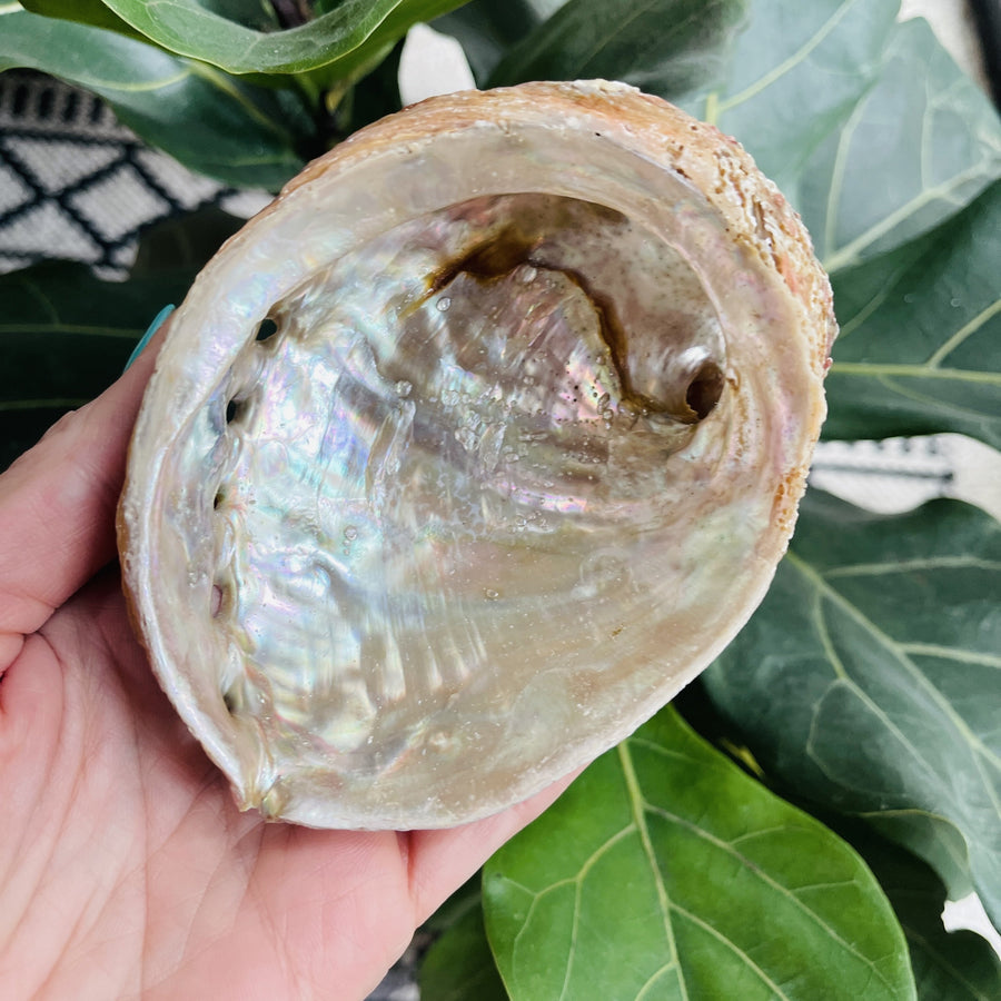 natural abalone shell from sarah belle