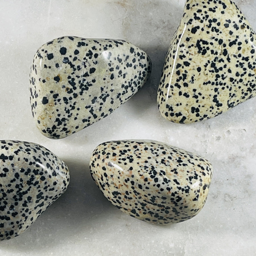 sarah belle dalmatian jasper extra large tumble