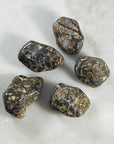 Turritella Agate Healing Crystal for Protection and Ancient Wisdom