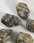 Turritella Agate Healing Crystal for Protection and Ancient Wisdom