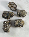 Turritella Agate Healing Crystal for Protection and Ancient Wisdom