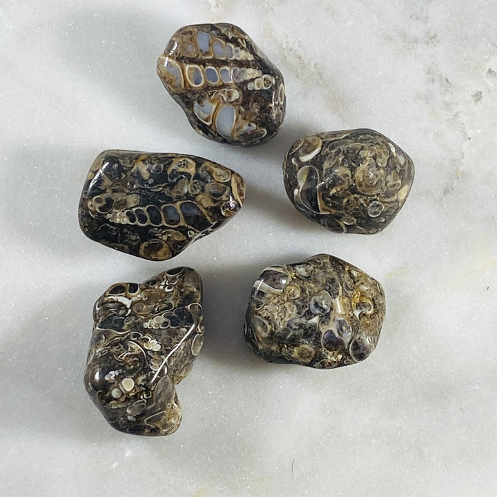 Turritella Agate Healing Crystal for Protection and Ancient Wisdom